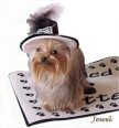 Davishire Yorkshire Terriers